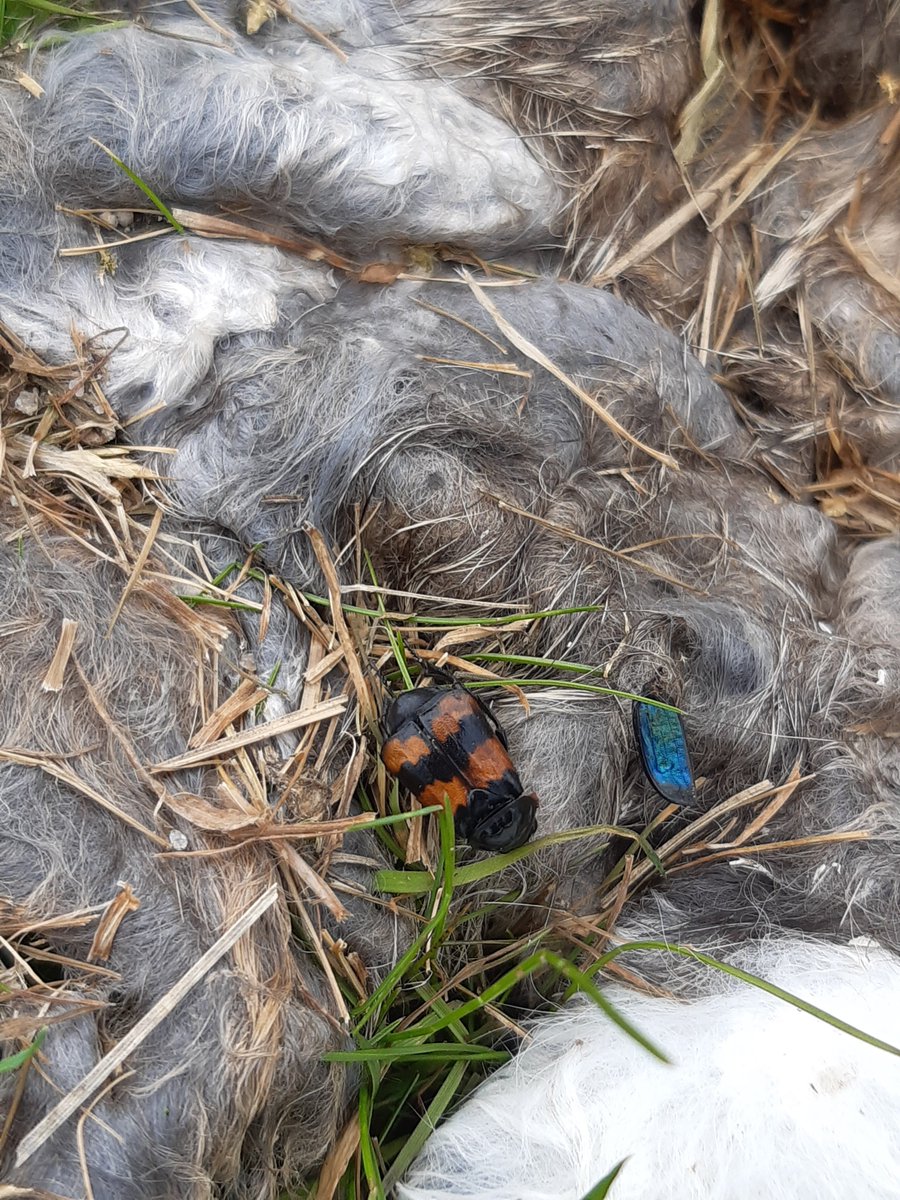 GroolyIrene's tweet photo. @AshWhiffin please can you help ID this? It seemed much smaller than N. vespilloides that I've seen before but it might have been dead and shrivelled! On a rabbit, NO264947 https://t.co/L0X8ZUj41E