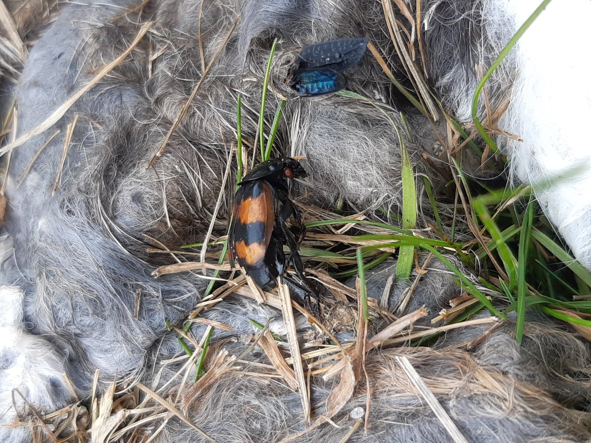 GroolyIrene's tweet photo. @AshWhiffin please can you help ID this? It seemed much smaller than N. vespilloides that I've seen before but it might have been dead and shrivelled! On a rabbit, NO264947 https://t.co/L0X8ZUj41E