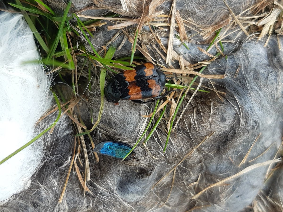 GroolyIrene's tweet photo. @AshWhiffin please can you help ID this? It seemed much smaller than N. vespilloides that I've seen before but it might have been dead and shrivelled! On a rabbit, NO264947 https://t.co/L0X8ZUj41E