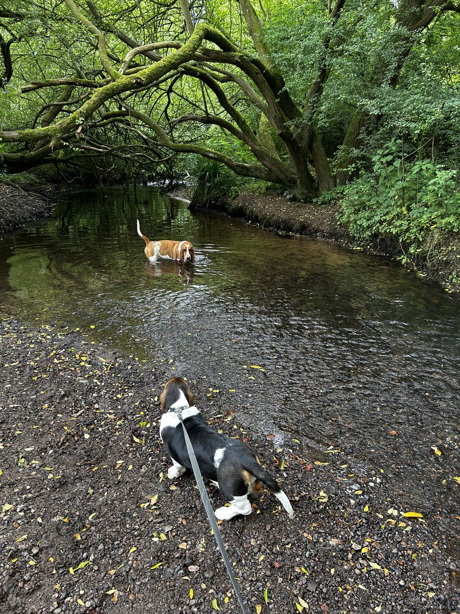 It looks a bit deep in there for me 🐶