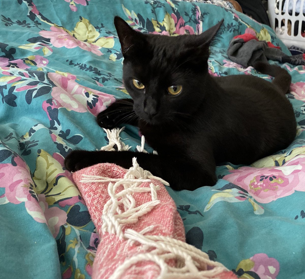 #Caturday #itsstillathing meet Babette 🐈‍⬛😻