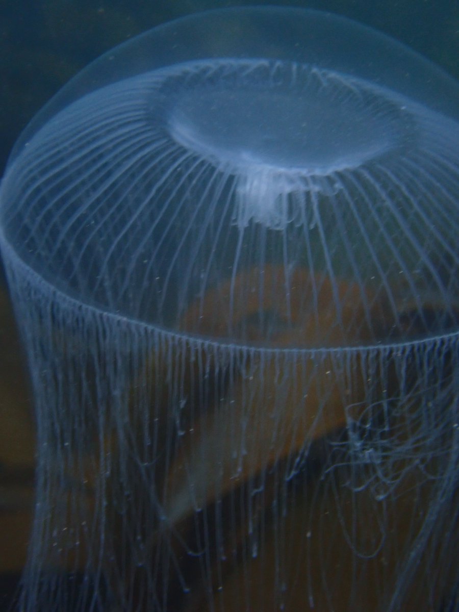 With the warmer weather our beautiful seasonal jellyfish are arriving, moving gracefully through the water. While none of our jellyfish are especially dangerous some can sting, so if you encounter one of these delicate animals in the sea, give it space and enjoy the experience.