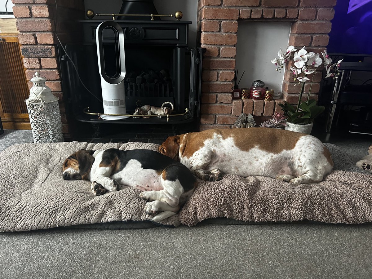 Meanwhile down the pub for the first time for Daisy 🌼 and Wilson then crashed out at home 🐶🐶