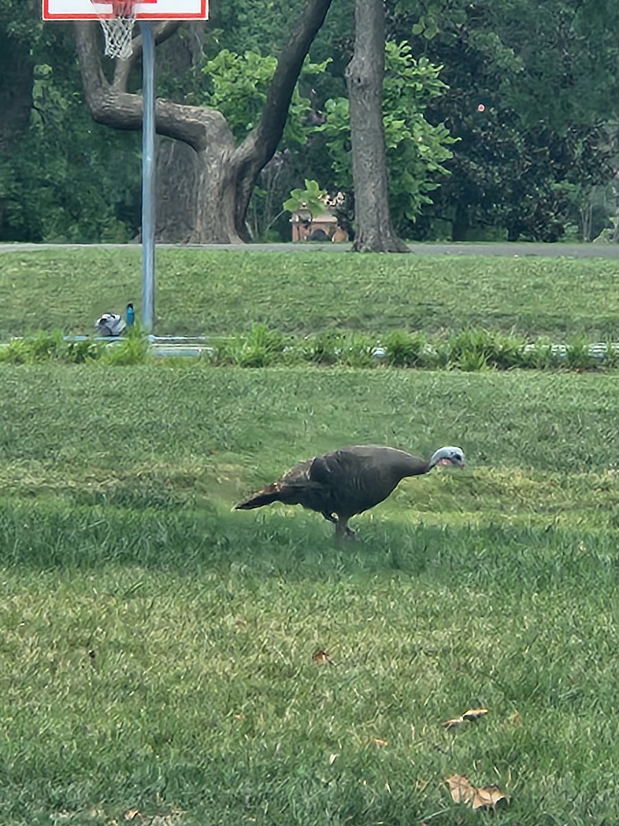 I have seen a lot of wildlife in <a href="/TowerGrovePark/">Tower Grove Park</a> , but this was the first time I spied a turkey. #citylife