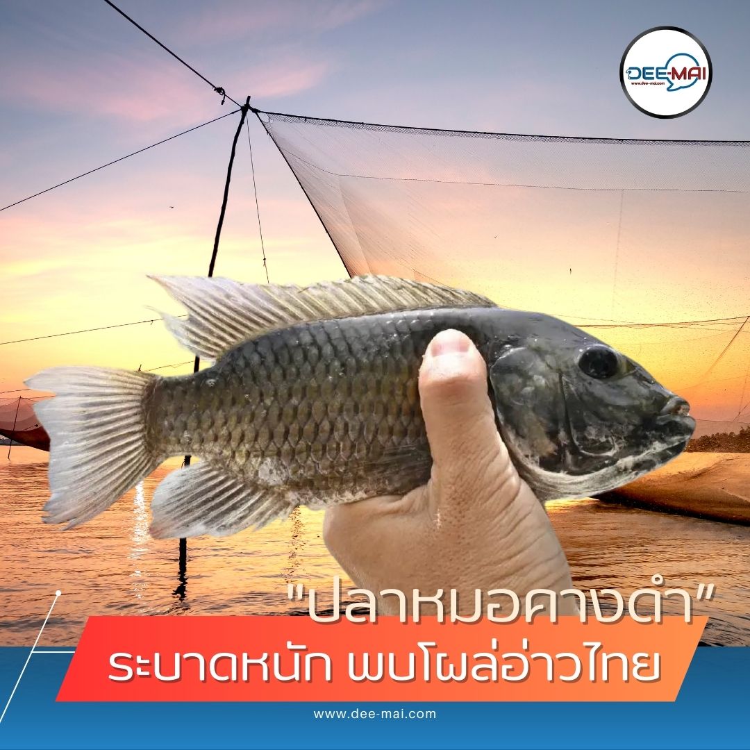 กุ้ง หอย ตายเกลี้ยง สั่นสะเทือน #อ่าวไทย
#กรมประมง เร่งแก้ปัญหาใน #สมุทรปราการ
#ปลาหมอคางดำ ระบาด คุกคามชาวประมง พังระบบนิเวศ
อ่านต่อ: dee-mai.com/eco12382
ติดตาม: dee-mai.com #Deemaichannel 
#ชาวประมง #ระบบนิเวศ #เกษตรกร #ช่วยชาวประมง