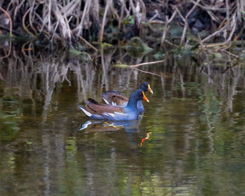 CDavisStudios's tweet photo. New stuff at https://t.co/f84goCruNY in the River &amp; Shore Birds gallery! https://t.co/5kla0e8Gba