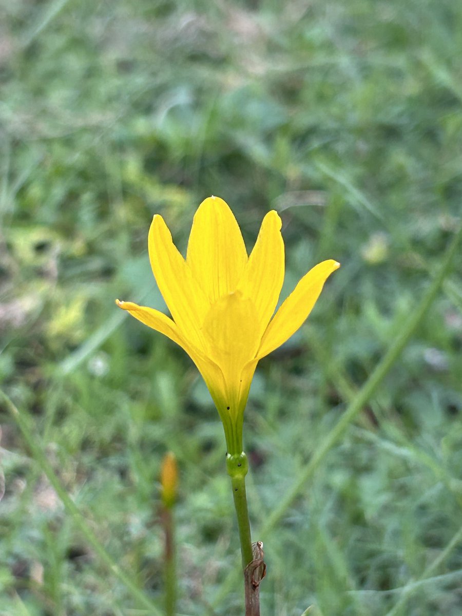 ChanuMonica's tweet photo. ✨🌼tiny flower https://t.co/X4ZUHRRkE2