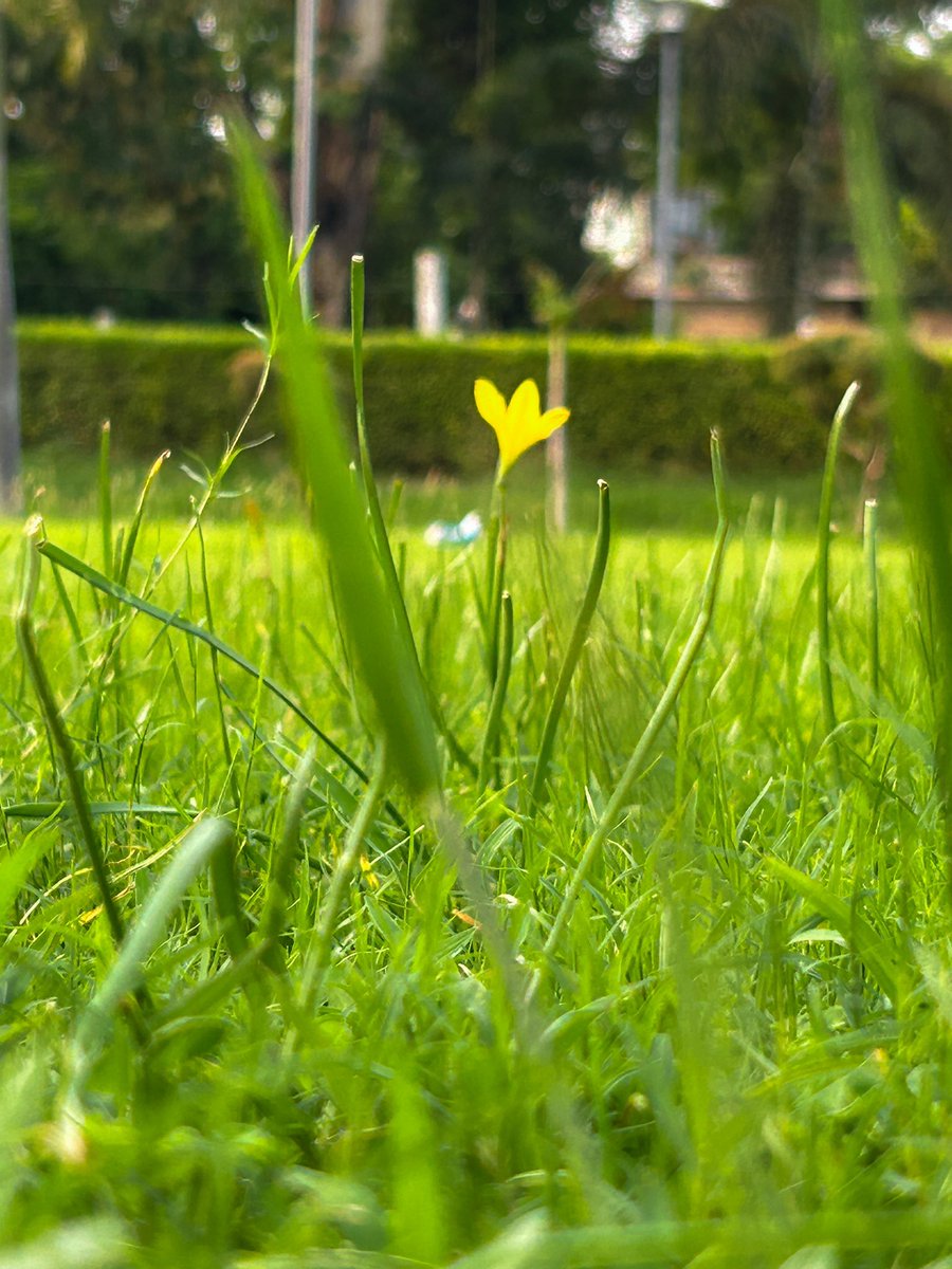 ChanuMonica's tweet photo. ✨🌼tiny flower https://t.co/X4ZUHRRkE2