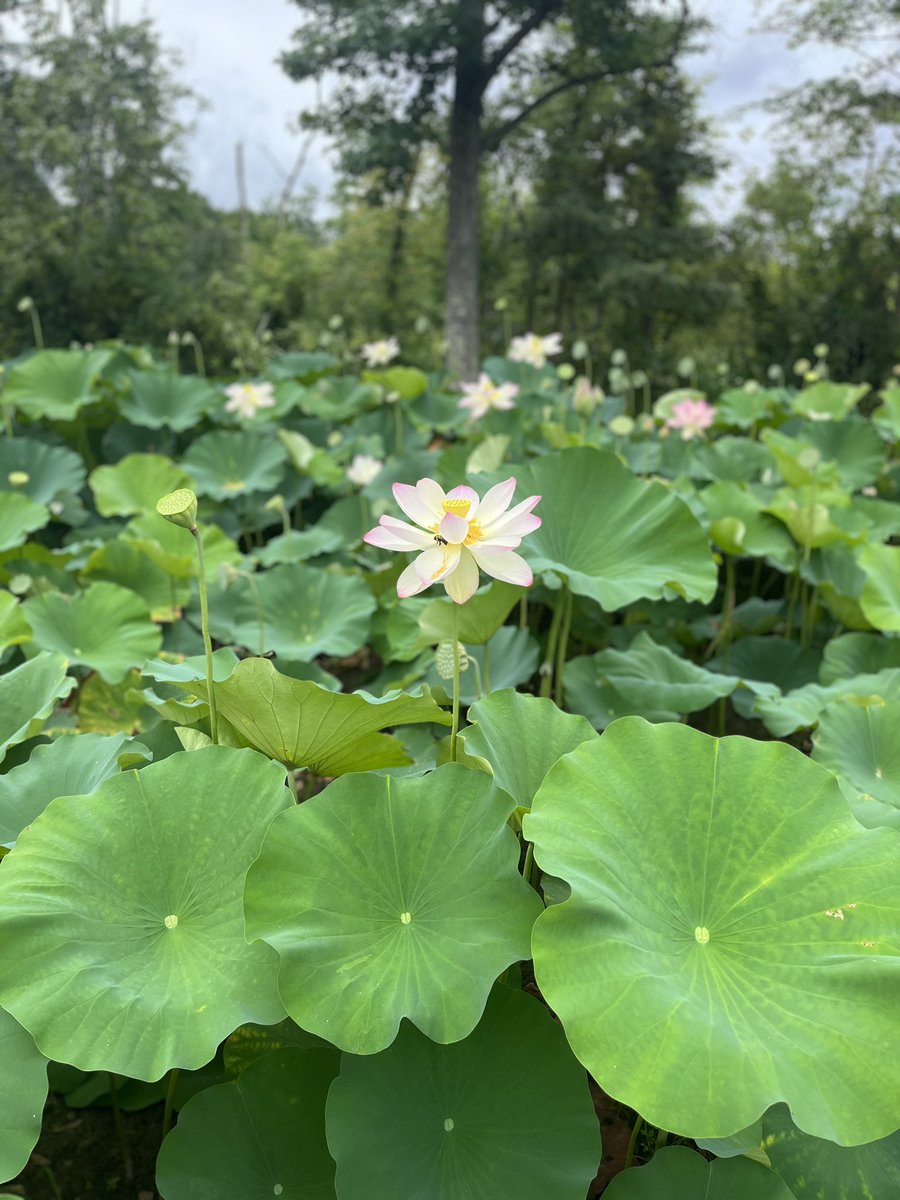 WDCGardener's tweet photo. We are here at the @KenAqGardens Fest today until 3pm - find us in back of the Visitors Center. We are giving out Monarch mix seed packs while supplies last! #gardendc #dmv #dc #lotusfest #waterlilyfest https://t.co/4rhOYTnRCZ