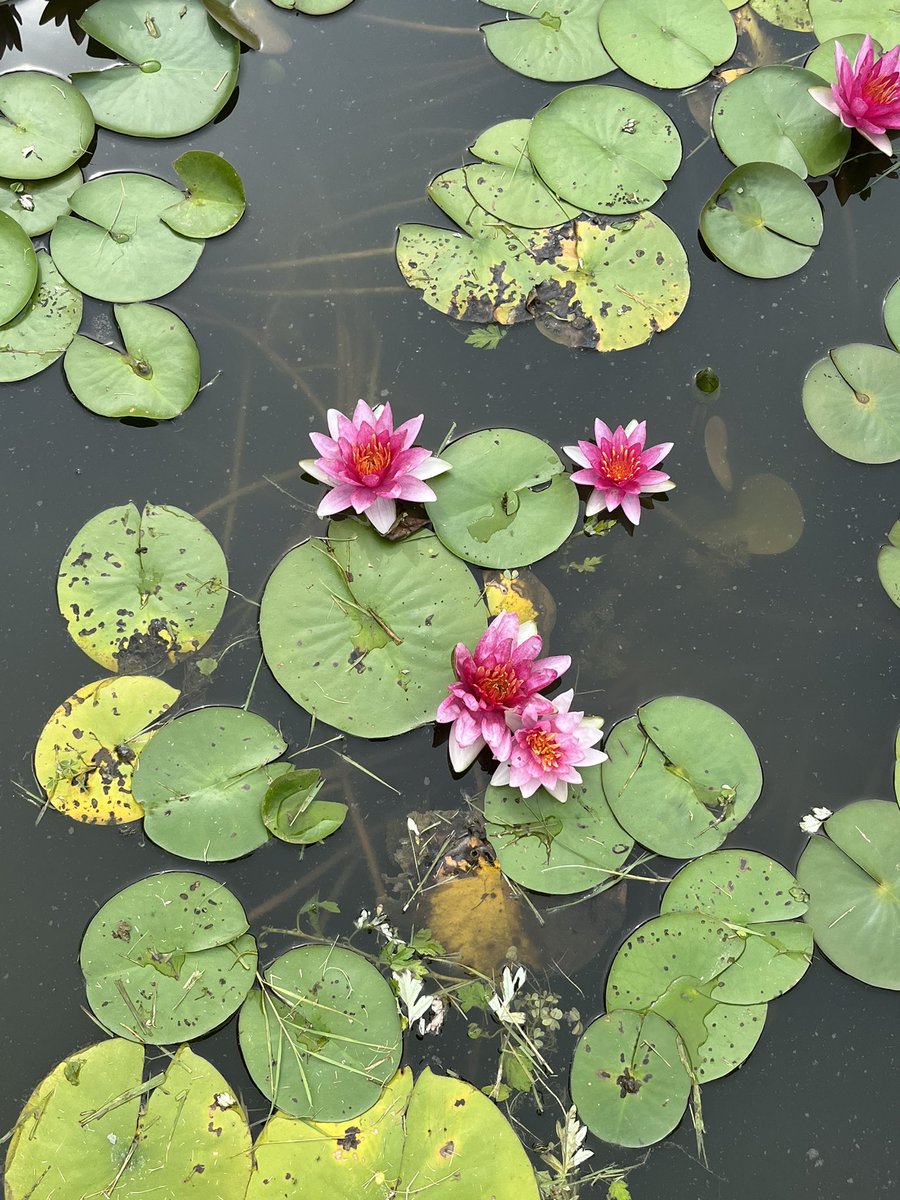 WDCGardener's tweet photo. We are here at the @KenAqGardens Fest today until 3pm - find us in back of the Visitors Center. We are giving out Monarch mix seed packs while supplies last! #gardendc #dmv #dc #lotusfest #waterlilyfest https://t.co/4rhOYTnRCZ