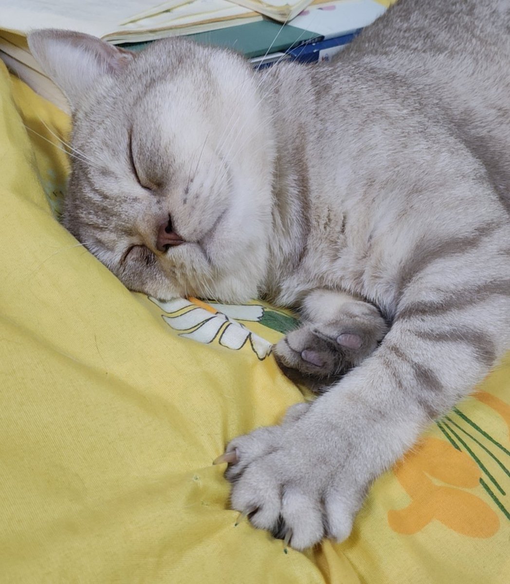 clumsy04061's tweet photo. 抓破我的床单 https://t.co/TgnmRQaenM
