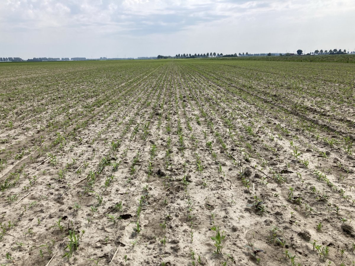 PeterVogelaar1's tweet photo. De #groenbemester #warmseason komt mooi op. https://t.co/zCF52mqckb