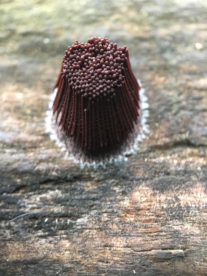 maggie_by's tweet photo. You know who are really good exemplars of accelleration(ism)
#slimemould #accellerate pictures 1, 2, 3, within 24 hours. Stemonitis on Elm Elm Maple Elm. They live underground, as individual amoebae, minding their own business for 99% of the year but when it’s time to shine… https://t.co/x05SL426nk