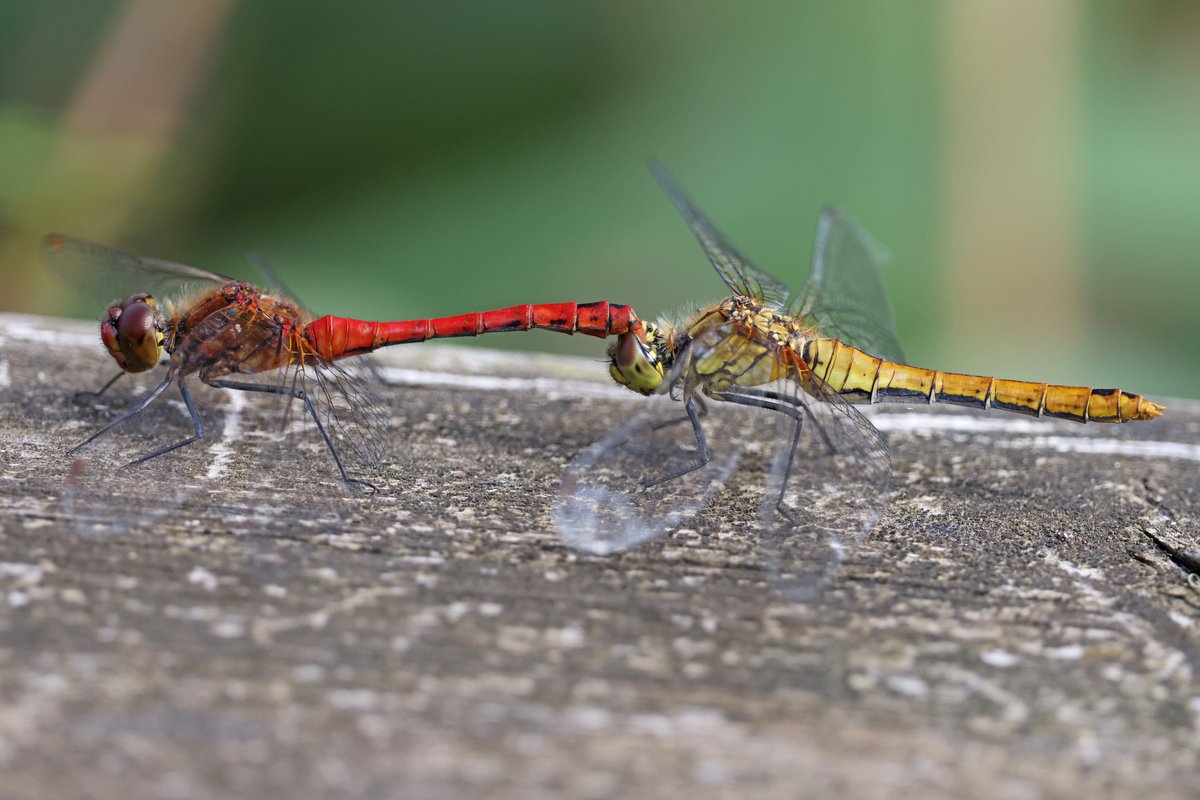 Bank Island and Wheldrake Ings this morning. Buzzards, Kestrel and Red Kites enjoying the grass cutting. Plenty of butterflies and dragonflies, including Essex Skipper? and Ruddy Darter. Also 1 Green Sandpiper and Whinchat <a href="/YorkBirding/">York Birding</a> <a href="/LDV_NNR/">LDV NNR</a> <a href="/BC_Yorkshire/">Butterfly Conservation Yorkshire</a> <a href="/BDSYorkshire/">York. Dragonfly Grp.</a>