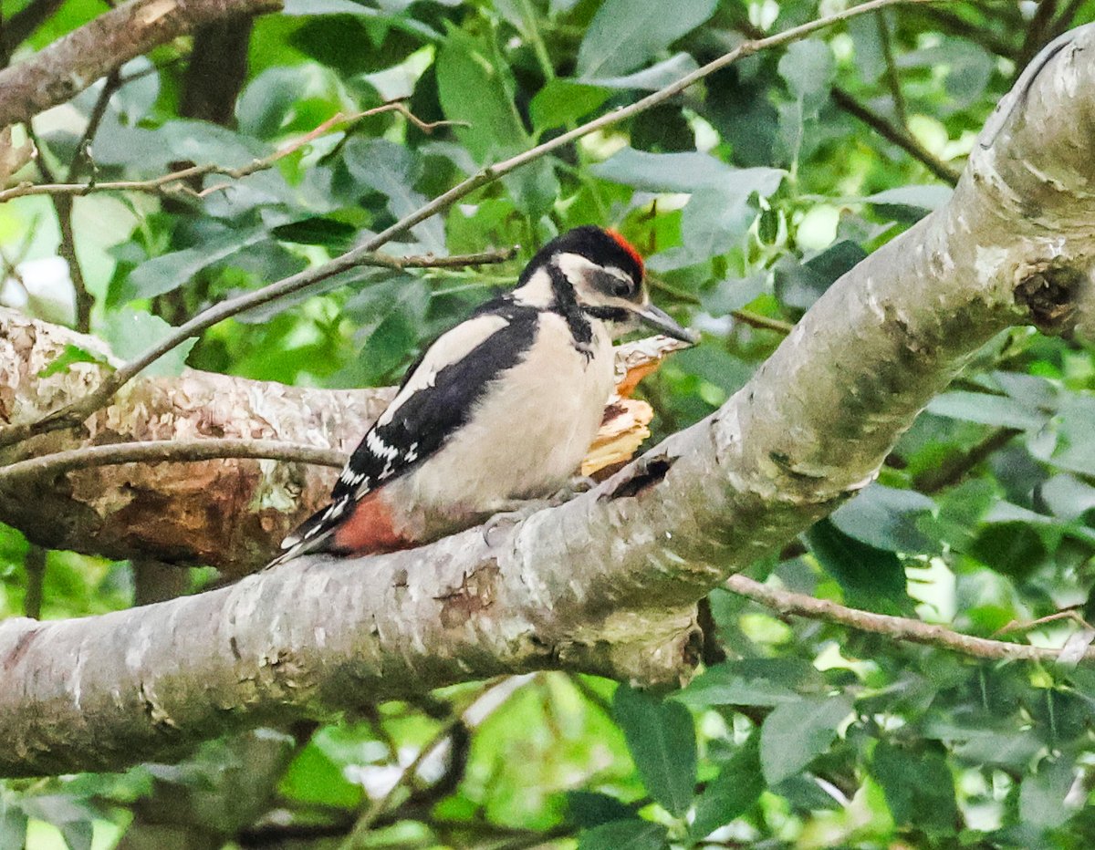 David Fox tweet media