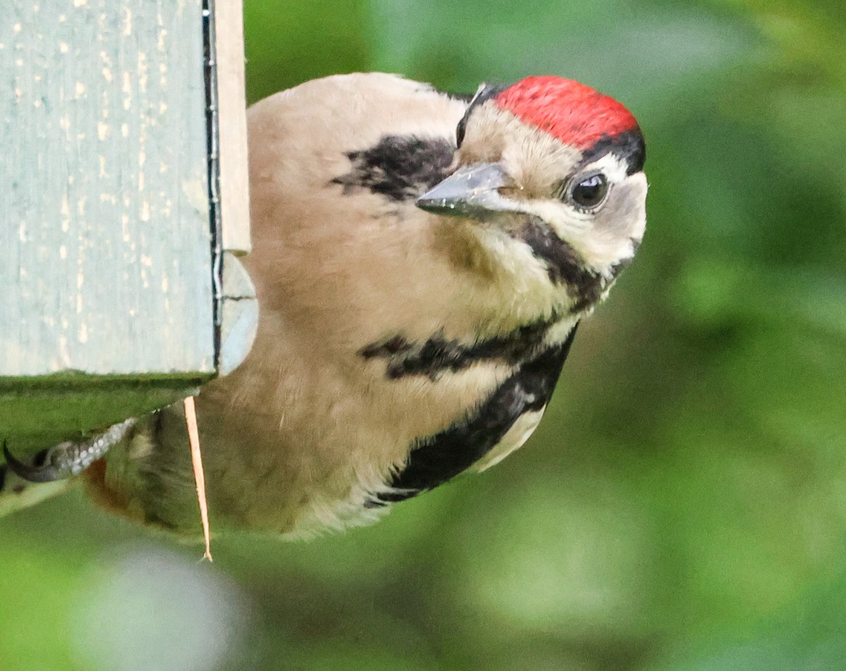 David Fox tweet media