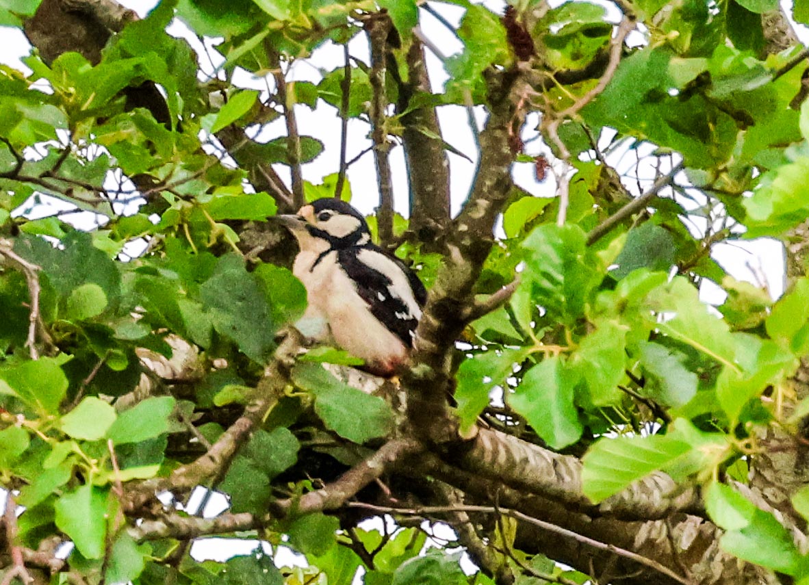 David Fox tweet media