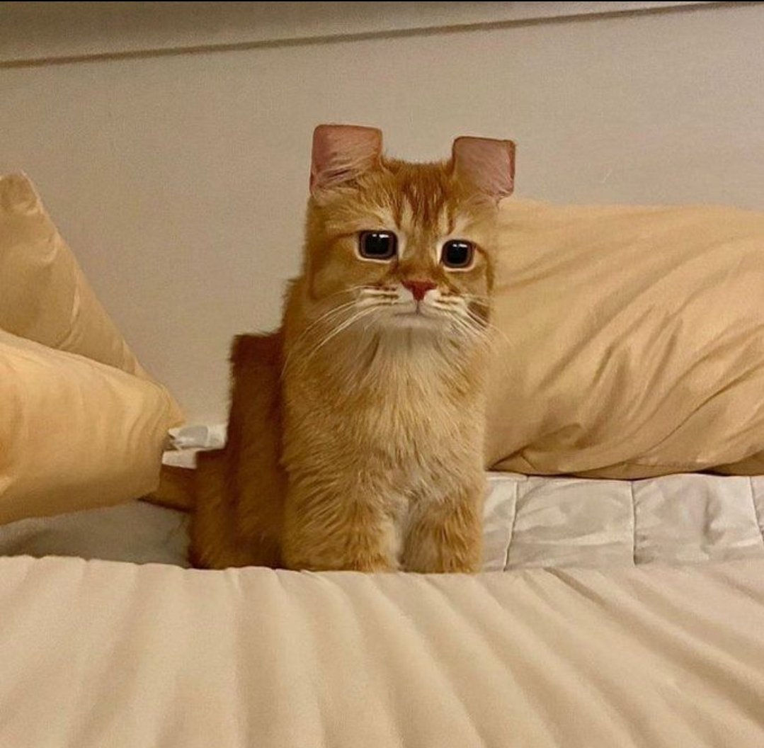 Catsillyness's tweet photo. Minecat https://t.co/dOrYV5ZDyf