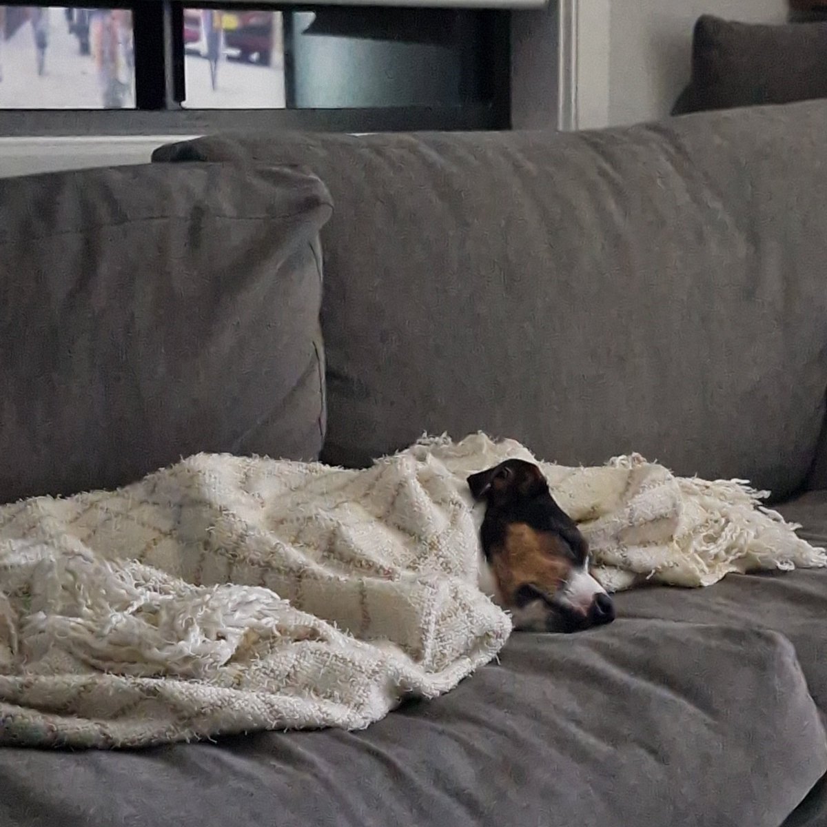 Raych_Howie's tweet image. This #tourdog has checked out early. 
#couchpeloton #sbssport #TDF2024 @SBSSportau