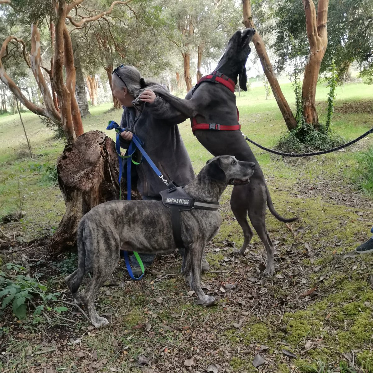 Lheitho's tweet photo. En esta casa todos los días son el día del perro!#t13SÁBADO https://t.co/7M6chIbUnD