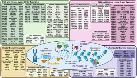 WhetstineLab's tweet photo. #Epigenetics #Review
#OpenAccess @GenesDev
1st author @madisonahoner
Roles & #Disease
#DNAMethylation
#LysineMethylation
#HistoneModifications
#Bromodomains
#Acetylation
#ChromatinRemodelers
#Cancer
#Therapeutics
#ecDNA
#CoverImage
https://t.co/Fjj9hh6icC
@CeiFccc
@FoxChaseCancer https://t.co/cBbTAK6gA6