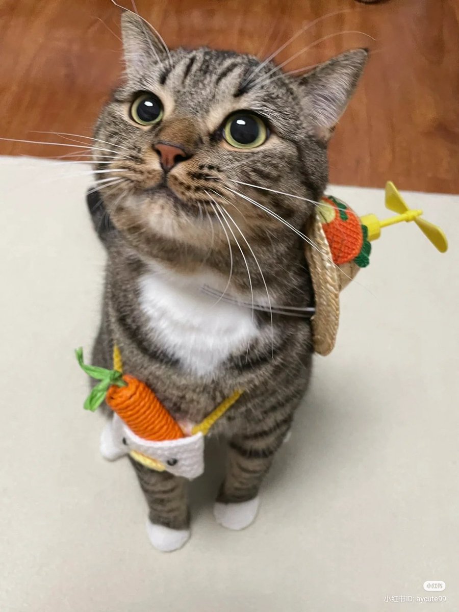 No Context Cats (@nocontextscats) on Twitter photo 