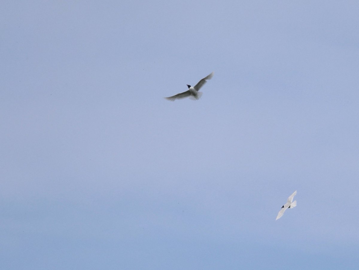 WillboneScott's tweet photo. A hot day @Bempton_Cliffs resulted in an emergence of flying-ants, attracting large numbers of gulls including two Med Gulls. Also a few waders, 2 Marsh Harrier, the first 'autumn' Willow Warbler, fledged Kittiwakes, Minke Whale and an increase in insects (at last). https://t.co/7dkdwie92d