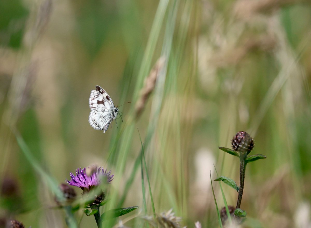 WillboneScott's tweet photo. A hot day @Bempton_Cliffs resulted in an emergence of flying-ants, attracting large numbers of gulls including two Med Gulls. Also a few waders, 2 Marsh Harrier, the first 'autumn' Willow Warbler, fledged Kittiwakes, Minke Whale and an increase in insects (at last). https://t.co/7dkdwie92d