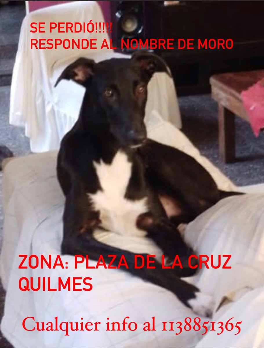 Romipedotti's tweet photo. QUILMES, BUENOS AIRES 

Entraron a robar y se escapó MORO https://t.co/Bvl5An7oAy