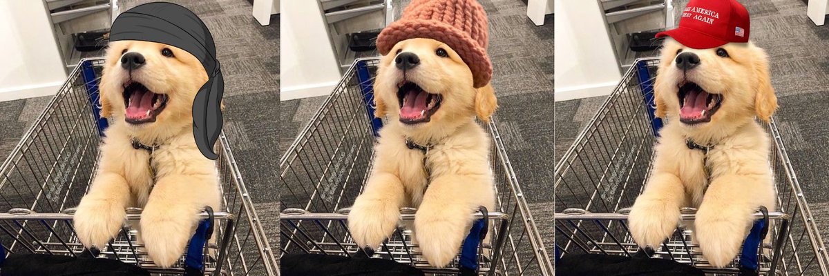 dog in cart $DIC tweet media