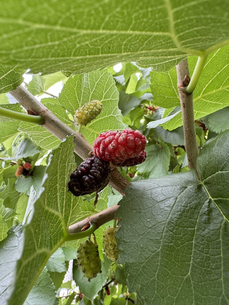 The old Belsize Village mulberry tree has a huge berry yield this year. Pick them while they last! <a href="/LMulberries/">London Mulberries</a>