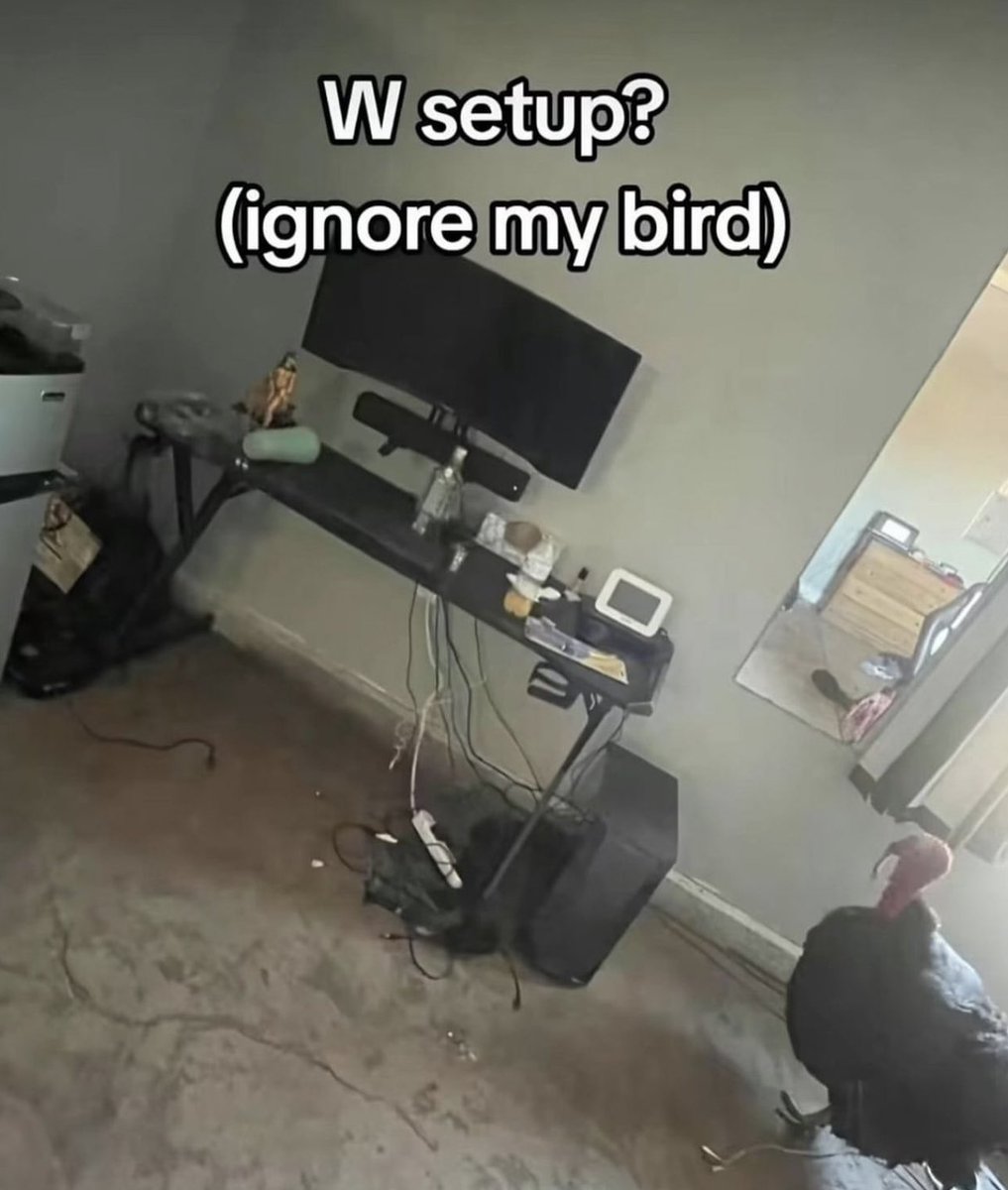 Memes to Show Your Cat (@showyourcat) on Twitter photo 