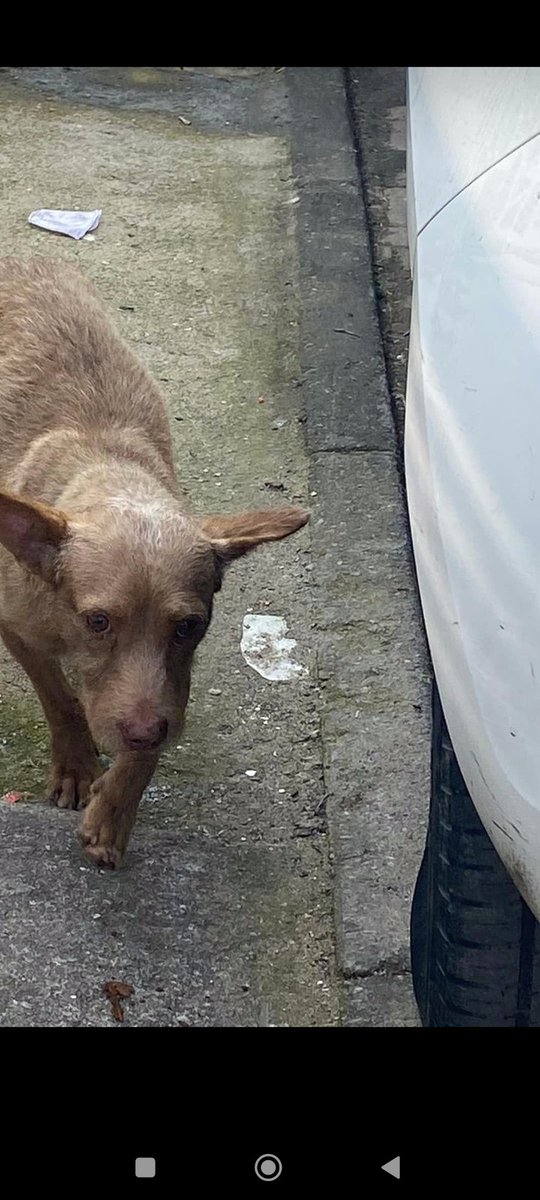 🗣️ DOGUINHO PERDIDO 🐕

"Bom dia! Sou moradora do Condomínio Village da Boiuna, que fica na barreira na Estrada da Boiuna. Segunda-feira tinham dois cachorros presos no morro que sai dentro do condominio. Eles conseguiram descer, porém ficaram perdidos dentro do prédio. [+]
