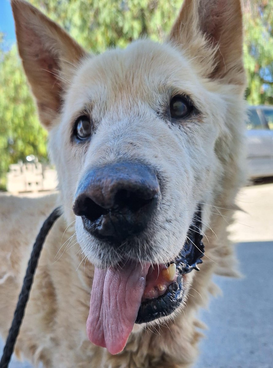 SosAbuelos1's tweet photo. #Alicante
Contacto; 616 39 18 13 // info@protectoravillena.com

Esta carita tan guapa pertenece a #NAPOLEÓN, un peludillo maravilloso y tranquilito que, por caprichos del destino, ha acabado en una jaula...

El pobre no lo está pasando nada bien encerrado, necesita un hogar, una familia, muchos mimitos y un poquito de calma, por esos los voluntarios están deseando que salga.

Si acoges a Napoleón, la prote corre con todos los gastos.