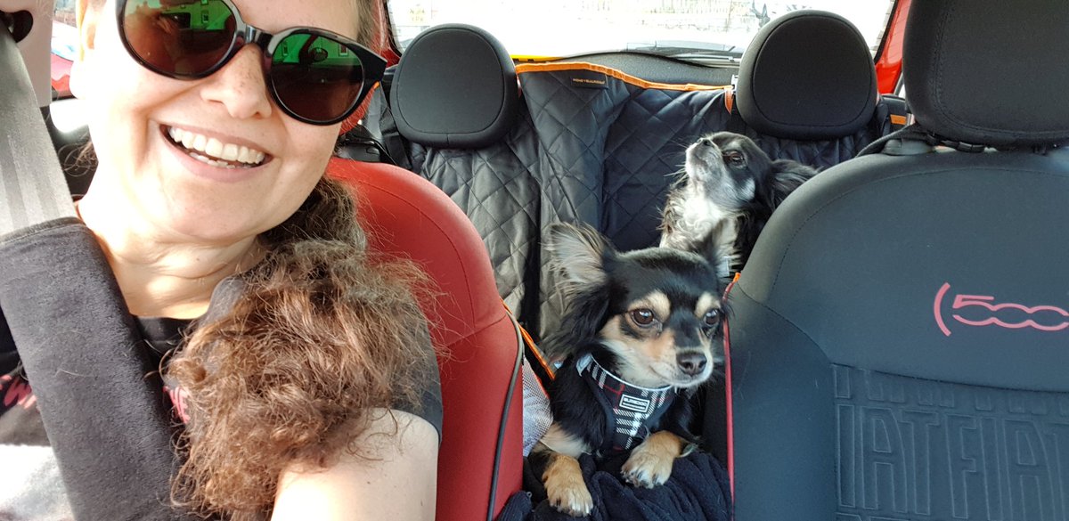 RenateKriegler's tweet photo. Thank you for all your support so far ❤
£500 to go 🤞
https://t.co/G5Sn9h3SaV
So many pupventures await!
#AdoptDontShop
#RescueChihuahuas
#RescueChis
#RescueDogs
#RescueDogsRock
#DogsOfTwitter
#Chihuahuas
#Chihuahua
#Chis
#PupVenture
#DogDays
#DogsLife
#DogMum
#ChiMama
#Chimigos https://t.co/qxEOBKXgSr