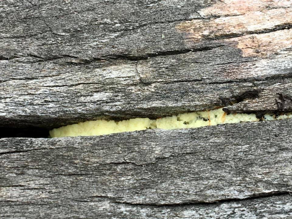 maggie_by's tweet photo. Early this afternoon, this slime mould was just peeking out from a crack in the wood (Elm Elm Maple Elm) I just popped back to check on its development and am calling it a Fuligo sp. #accellerate #slimemould #acc https://t.co/VBZKyhAMWS