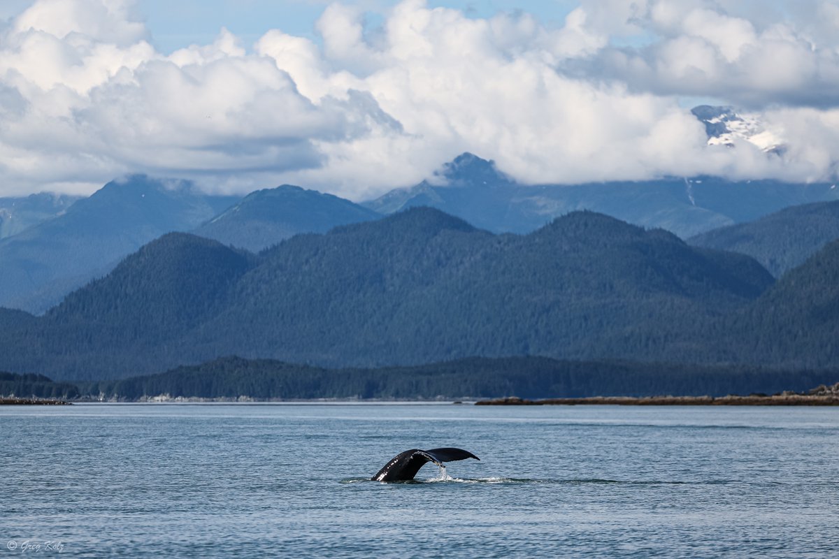 Greg Kolz tweet media