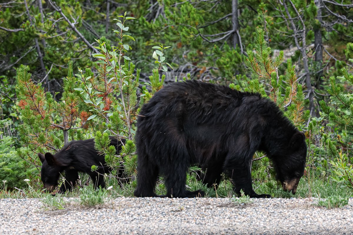 Greg Kolz tweet media