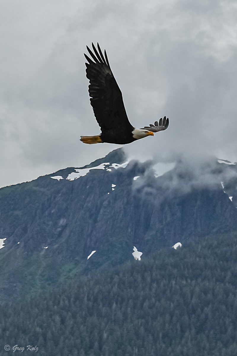 There's certainly no shortage of wildlife to see here in Alaska! #TravelAlaska #AlaskaNPS