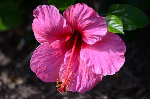 DebraMartz's tweet photo. Pretty in Pink by Debra Martz
A pink hibiscus blooming in the fall of the year in the butterfly garden on North Padre Island, TX
https://t.co/itKrF92CMZ
#pink #flower #bloom #BloomScrolling #floral #flora #photography #PhotographyIsArt #BuyIntoArt #AYearForArt #WallArt #HomeDec https://t.co/A2kC2RP3jS