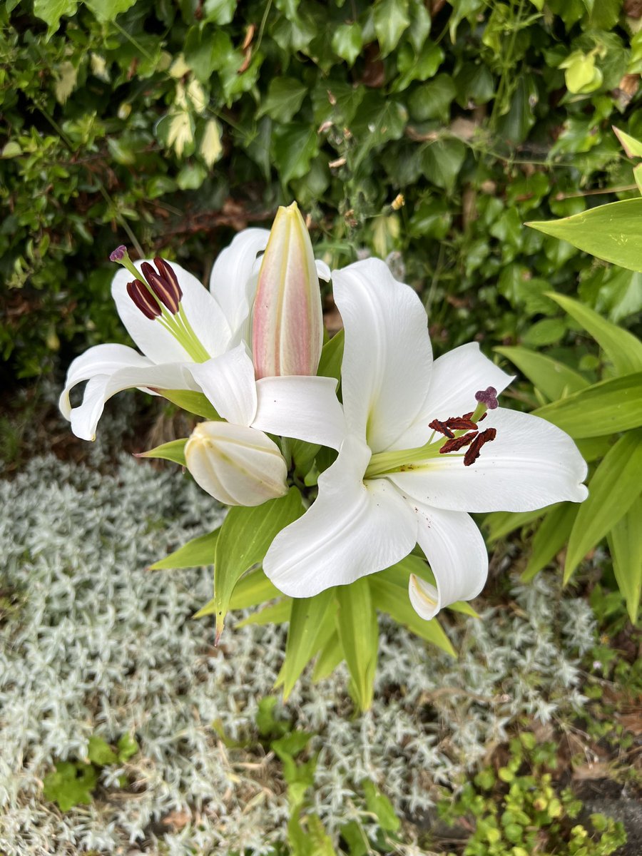 JoshNewbury's tweet photo. Growing up I wasn’t at all bothered by flowers but now I have a garden I’m all in. Amazing what a bit of sun can do https://t.co/P5AsiYMLvD
