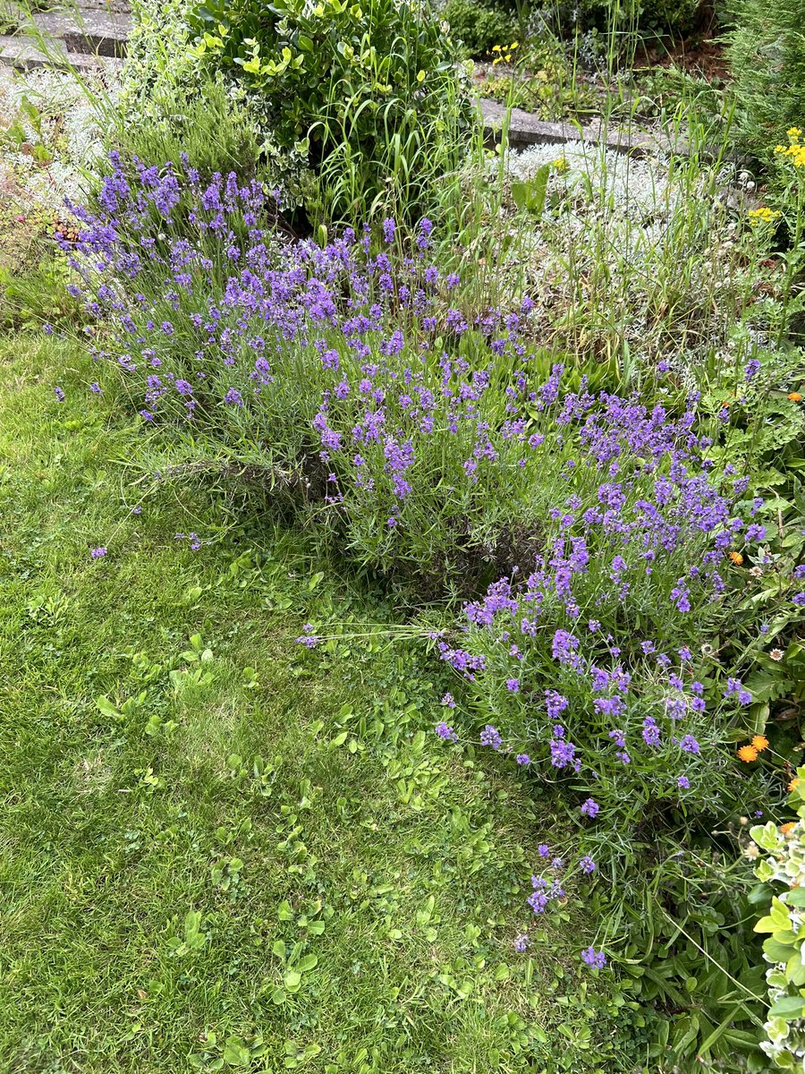 JoshNewbury's tweet photo. Growing up I wasn’t at all bothered by flowers but now I have a garden I’m all in. Amazing what a bit of sun can do https://t.co/P5AsiYMLvD