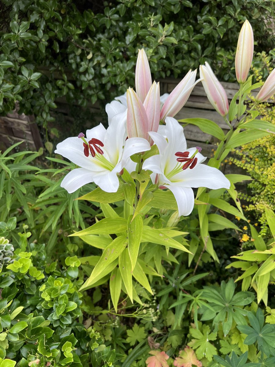 JoshNewbury's tweet photo. Growing up I wasn’t at all bothered by flowers but now I have a garden I’m all in. Amazing what a bit of sun can do https://t.co/P5AsiYMLvD