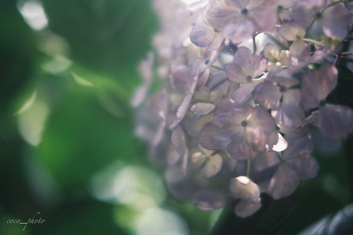 𝒄𝒐𝒄𝒐 (@cocopics_tsa) on Twitter photo 