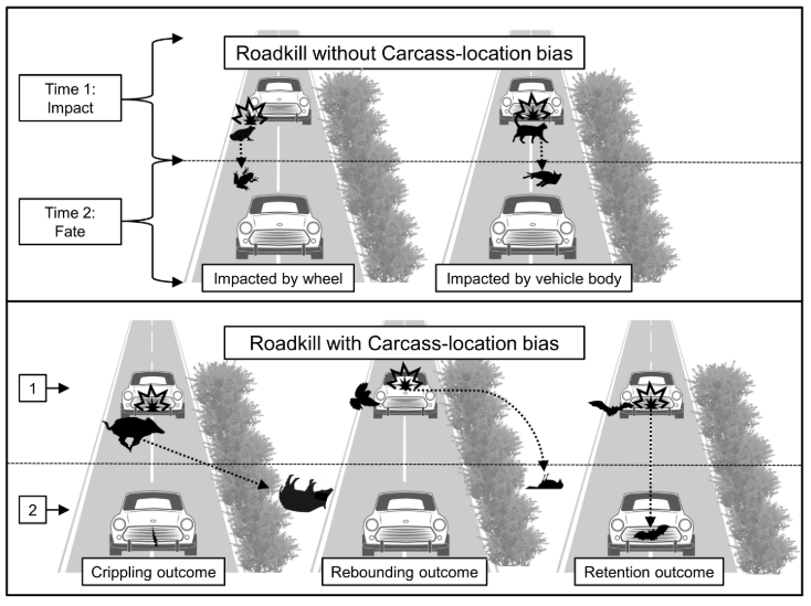 MaD_OnTheRoad's tweet photo. A ResearchSpotlight of one of our latest articles on @ResearchGate: "One third of roadkilled animals are very difficult (or even impossible) to be detected through traditional roadkill surveys" https://t.co/aZYQGsK4Qr #RoadEcology #ProyectoSAFE https://t.co/OuSQy1Sxwv