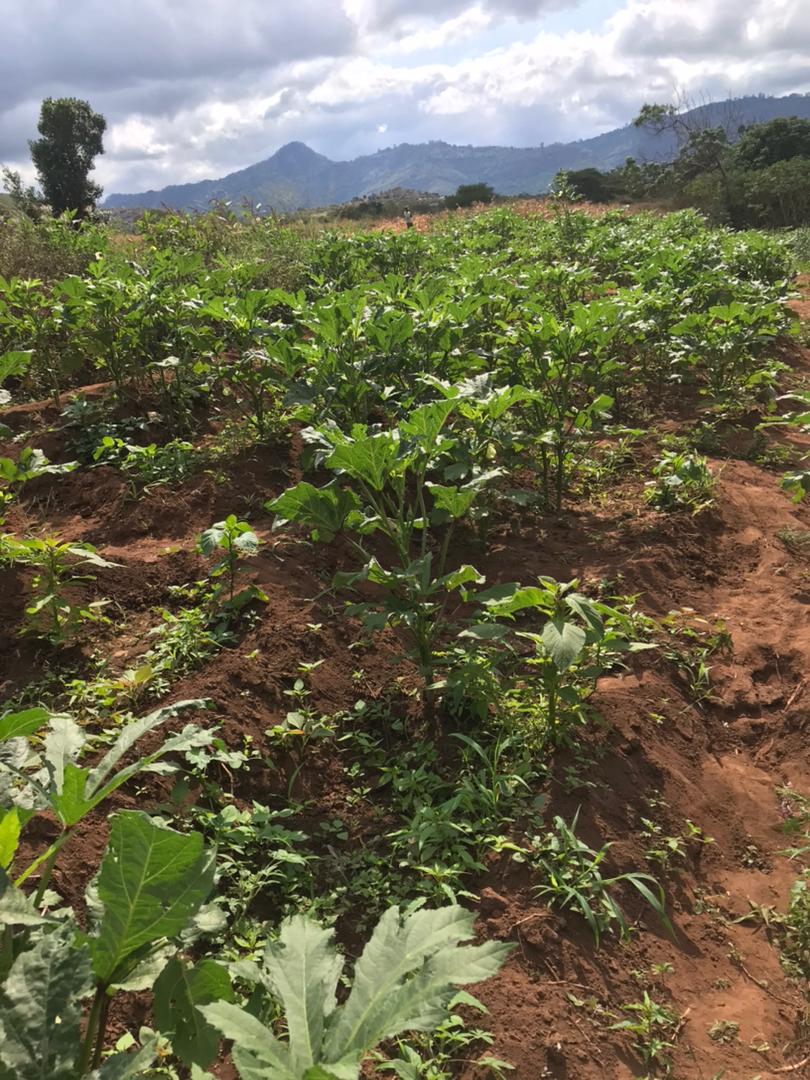 Graysatoshi's tweet photo. #BAMIA
#MABENGA
#KILIMO https://t.co/ZIZ5ak5E3t