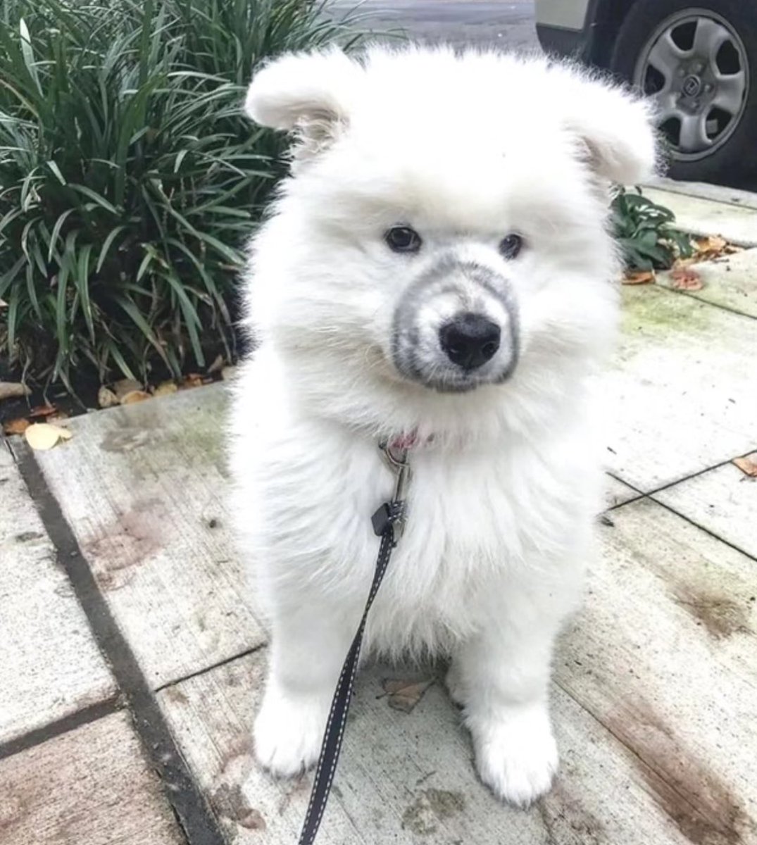 dogonboo's tweet image. เอาตะกร้อมาครอบปากพี่ทำไม ไม่รักกันแล้ว