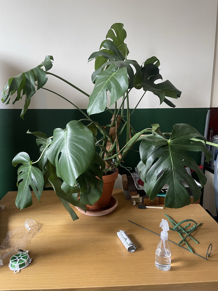 backdownstroke's tweet photo. @Greg0wen Ooh, tbh the best choice of your options
This is what ours ended up like (behind the plant ofc) https://t.co/y5ISZnG0eF