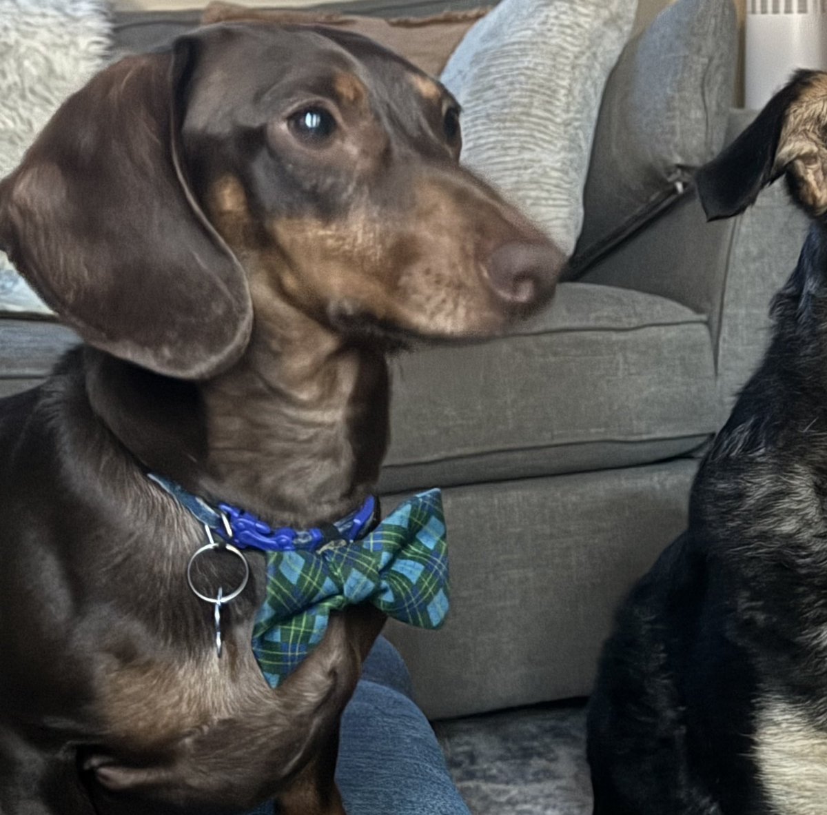 Douglas Toth (@tothdoug) on Twitter photo I’m proud to announce that I accept the nomination for the democratic party for presidency. My platform stands on that there will be a milkbone in every dog dish and at least three naps a day.. My vice president will be <a href="/chubbz_45/">captain mac</a> . <a href="/toth1008/">Hayden Toth</a> <a href="/73tweettweet/">Robyn toth</a> I’m proud to announce that I accept the nomination for the democratic party for presidency. My platform stands on that there will be a milkbone in every dog dish and at least three naps a day.. My vice president will be <a href="/chubbz_45/">captain mac</a> . <a href="/toth1008/">Hayden Toth</a> <a href="/73tweettweet/">Robyn toth</a>