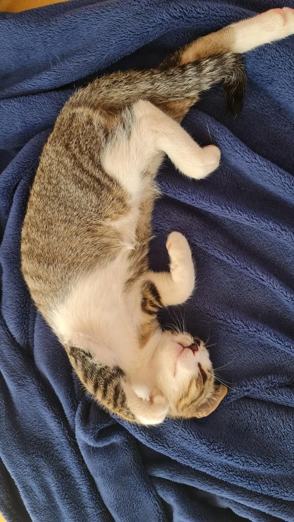 Feliz verano familia #MascotaStyle el calor nos ayuda a relajarnos y disfrutar de la lentitud del paso del tiempo!🥰